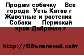 Продам собачку  - Все города, Усть-Катав г. Животные и растения » Собаки   . Пермский край,Добрянка г.